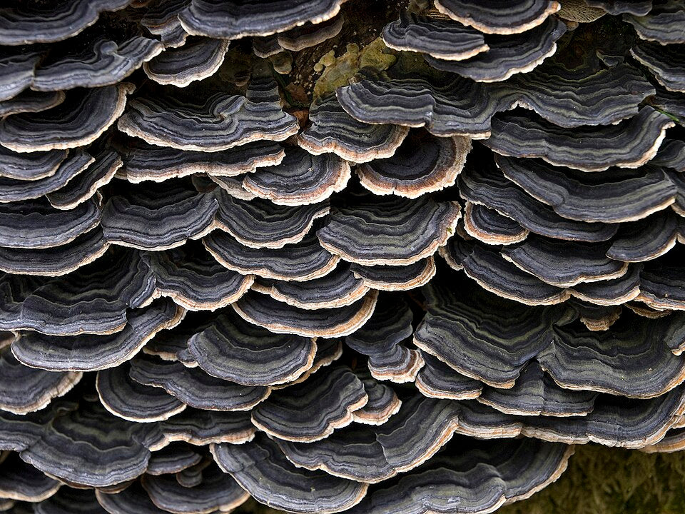 Turkey Tail Mushroom Extract Powder