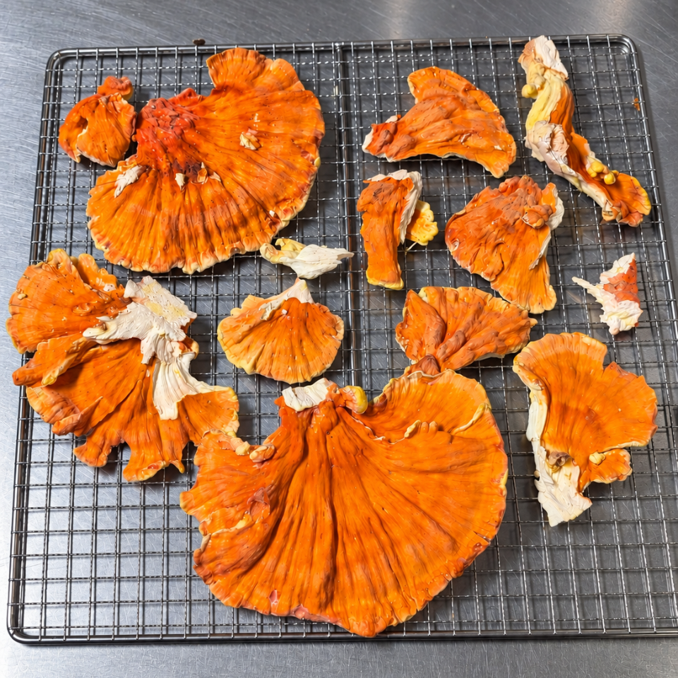Dried Chicken of the Woods Mushrooms