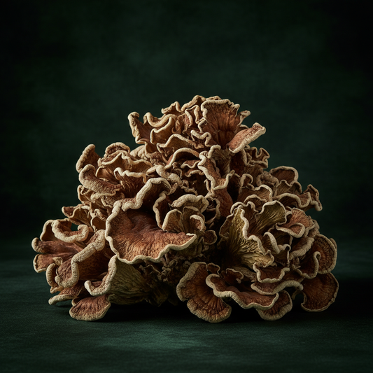 Dried maitake hen of the woods mushrooms arranged on a dark green background